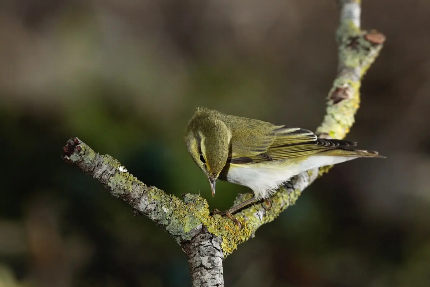 Waldlaubsänger Phylloscopus sibilatrix, Malta, Mittelmeer